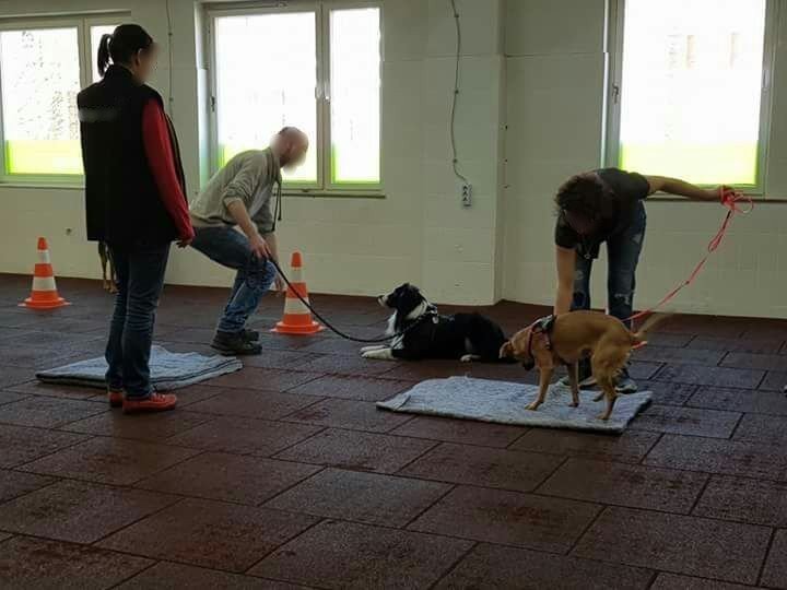 Sitz- und Platz-Training in Techi's Hunde-Hotel