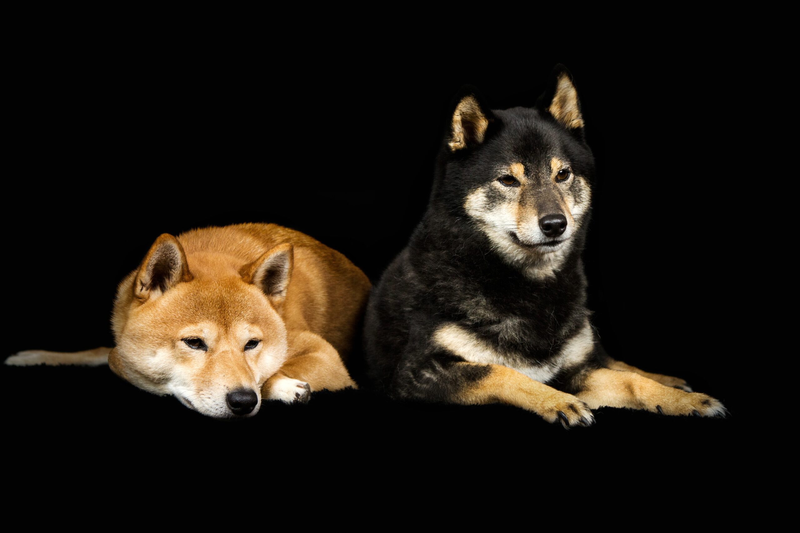 Shiba - Chefin Kimi mit Yuki