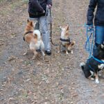 Shiba - Treffen bei Techi's Hunde Hotel in Viesecke