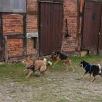 Wildes Spiel in der Hundeschule