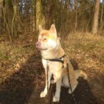 Unser Pflegehund Taro - Akita Inu