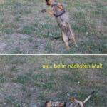 Dackel bleibt Dackel - unsere verückte Effie