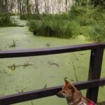 Im Rambower Moor