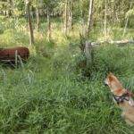 Schon wieder Futter im Wald