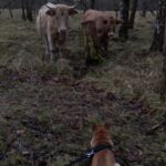Das Hundefutter im Blick