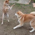 Hundekommunikation unter Shiba & Akita Inu