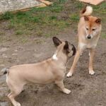 Wer bist du denn? - Franz. Bulldogge & Shiba