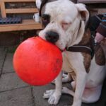 Welpenschule für Bulldoggen - Arthur