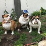 Die drei Damen bzw. Hundedamen vom Grill