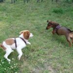 Deutsch - holländische Freundschaft - Dackeldame Effie & Kooikerhondje Bea