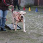 Volle Konzentration bei Fiete - Labrador