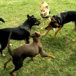 Sozialisierung durch kontrolliertes Spiel in der Hundeschule