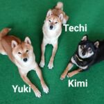 Unsere drei Shibas